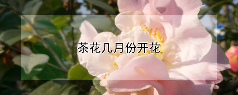 茶花几月份开花