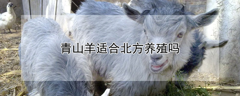 青山羊适合北方养殖吗