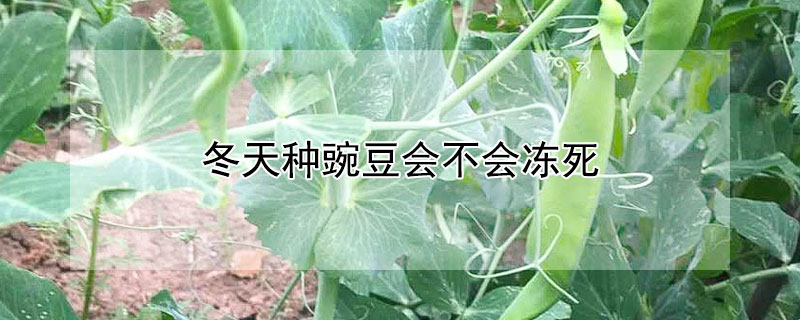 冬天种豌豆会不会冻死