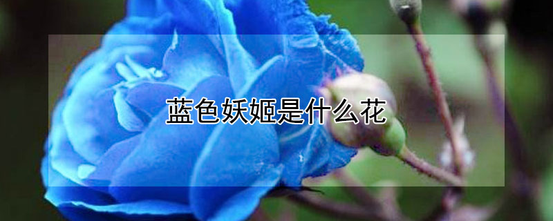 蓝色妖姬是什么花