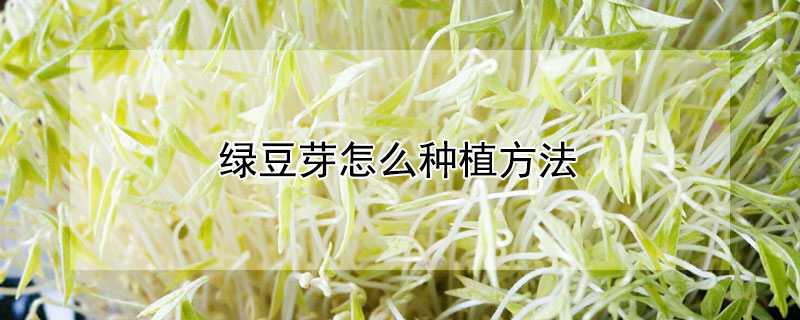 绿豆芽怎么种植方法