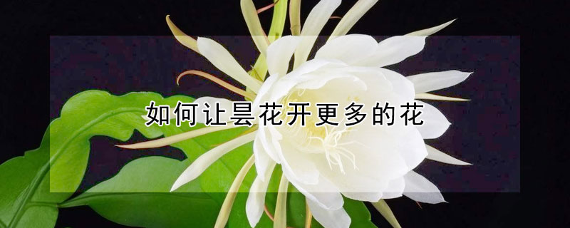 如何让昙花开更多的花