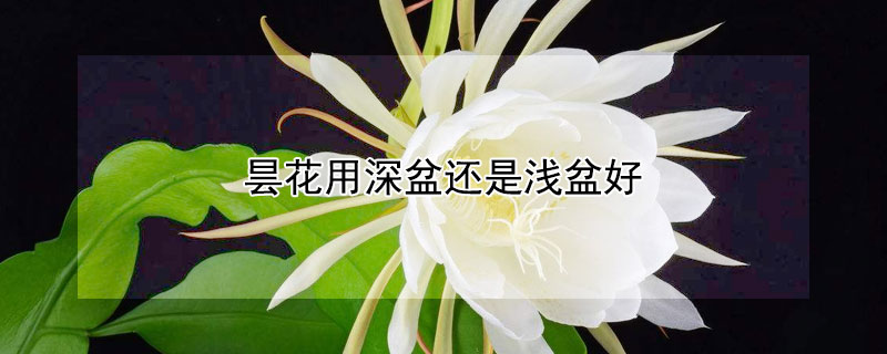 昙花用深盆还是浅盆好