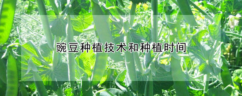 豌豆种植技术和种植时间