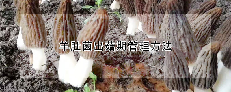 羊肚菌出菇期管理方法