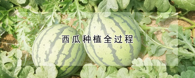 西瓜种植全过程