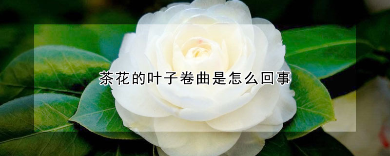 茶花的叶子卷曲是怎么回事