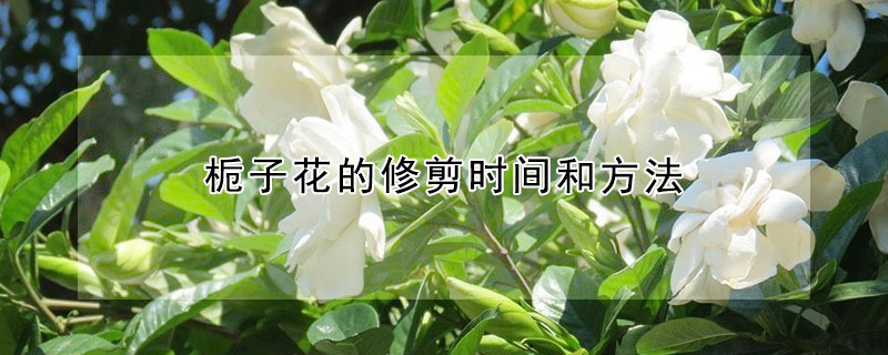 栀子花的修剪时间和方法