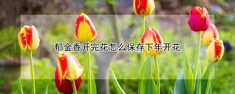 郁金香开完花怎么保存下年开花