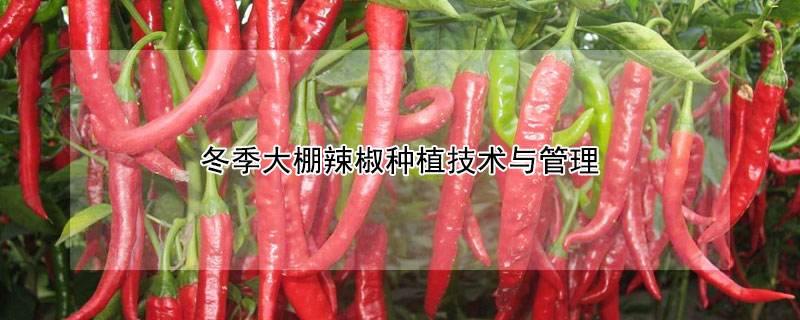 冬季大棚辣椒种植技术与管理