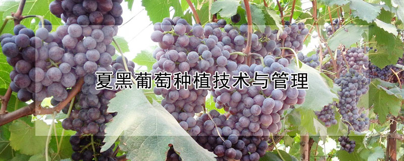 夏黑葡萄种植技术与管理