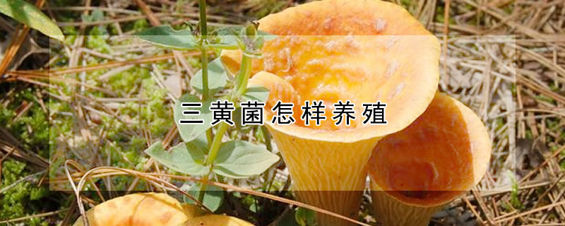 三黄菌怎样养殖