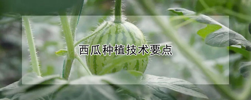 西瓜种植技术要点