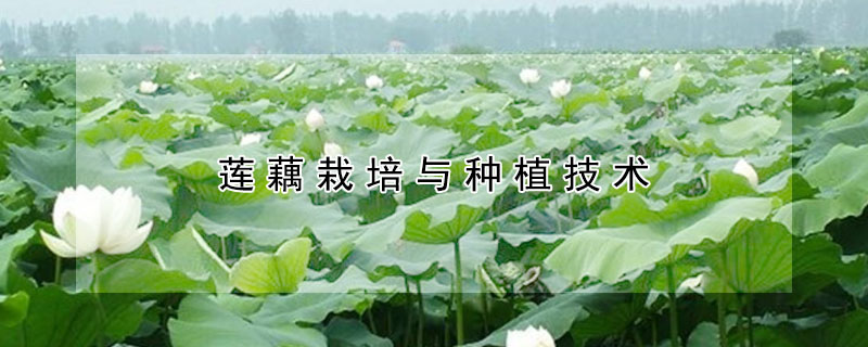 莲藕栽培与种植技术