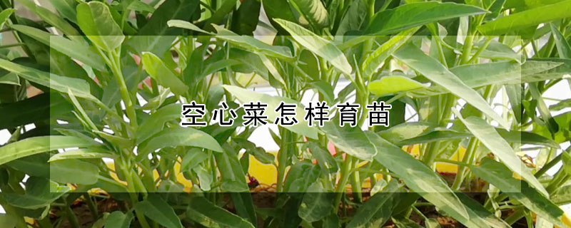 空心菜怎样育苗