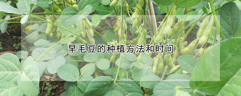 早毛豆的种植方法和时间