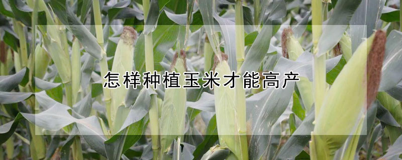 怎样种植玉米才能高产