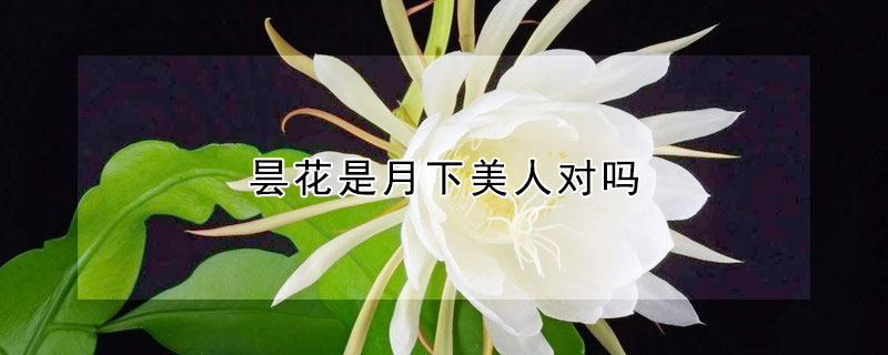 昙花是月下美人对吗