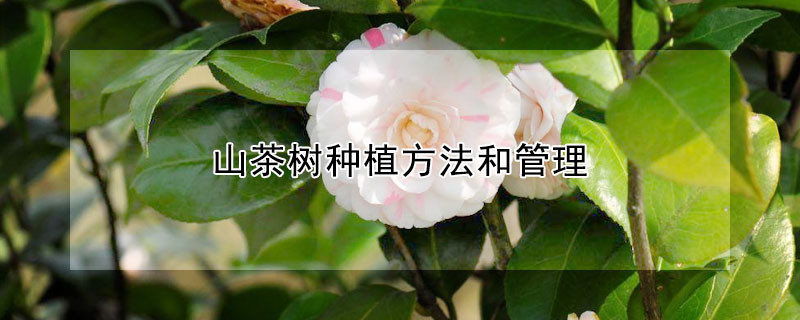 山茶树种植方法和管理