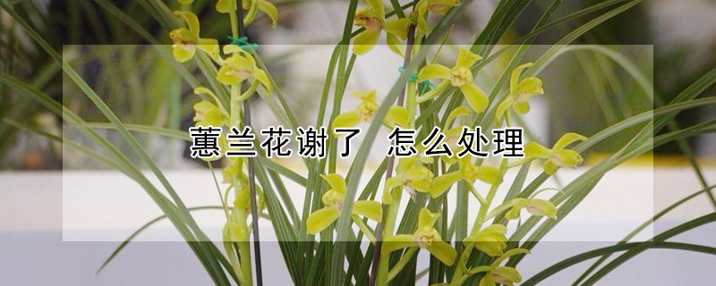 蕙兰花谢了 怎么处理