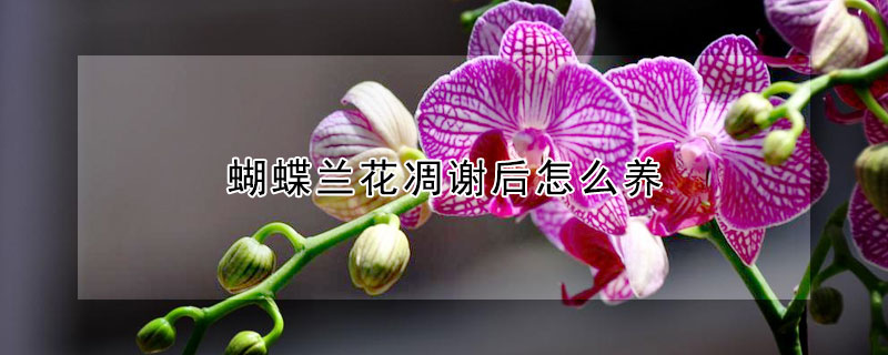 蝴蝶兰花凋谢后怎么养