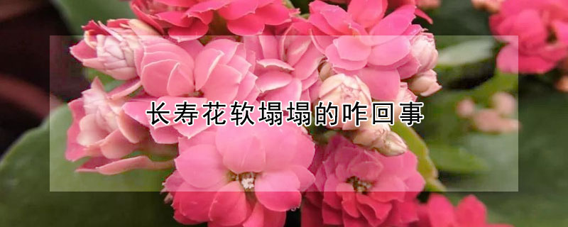 长寿花软塌塌的咋回事