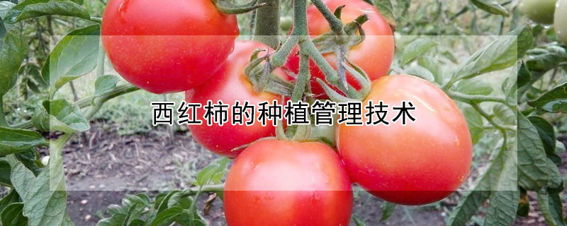 西红柿的种植管理技术