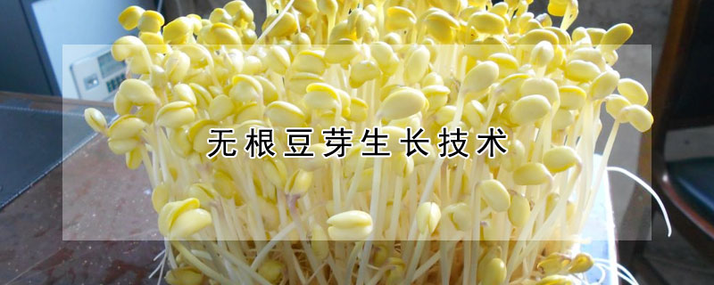 无根豆芽生长技术