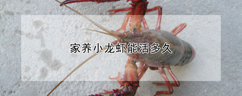 家养小龙虾能活多久