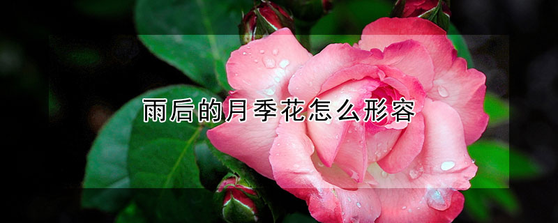 雨后的月季花怎么形容