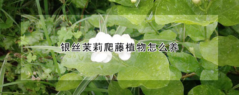 银丝茉莉爬藤植物怎么养