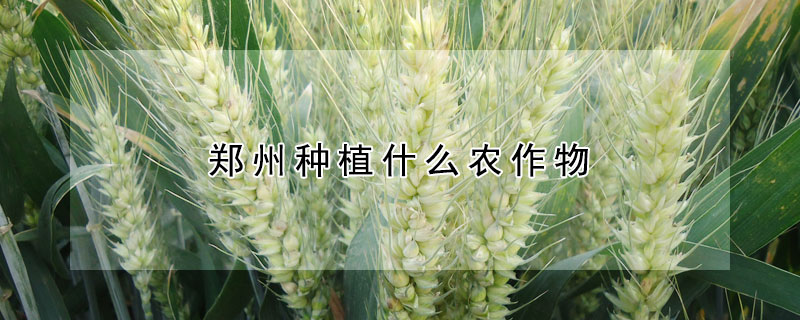 郑州种植什么农作物