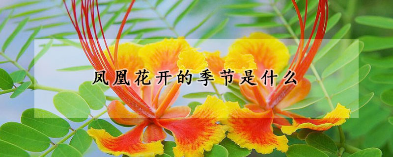 凤凰花开的季节是什么