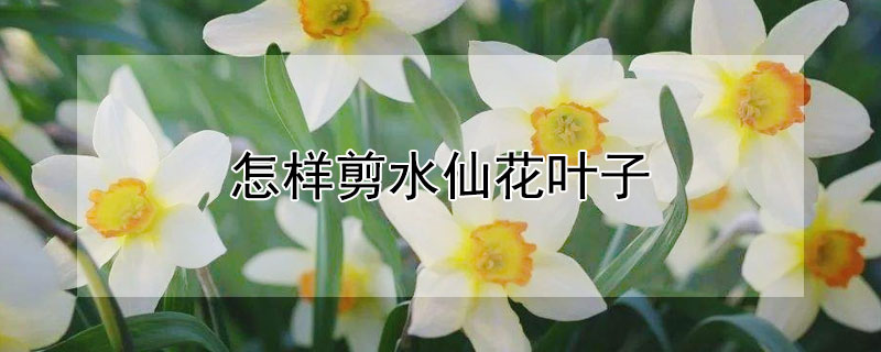 怎样剪水仙花叶子