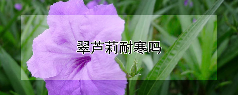 翠芦莉耐寒吗