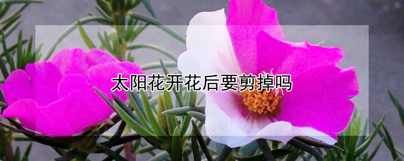 太阳花开花后要剪掉吗