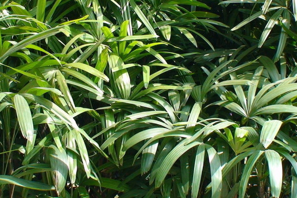 十大阳台化煞招财植物 常见的化煞招财植物