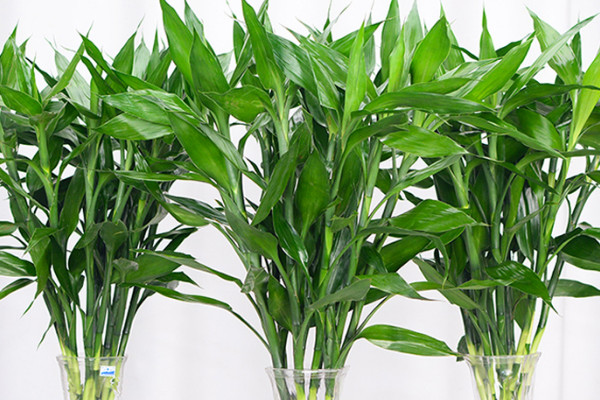 家里植物摆放风水 家里植物摆放有什么讲究