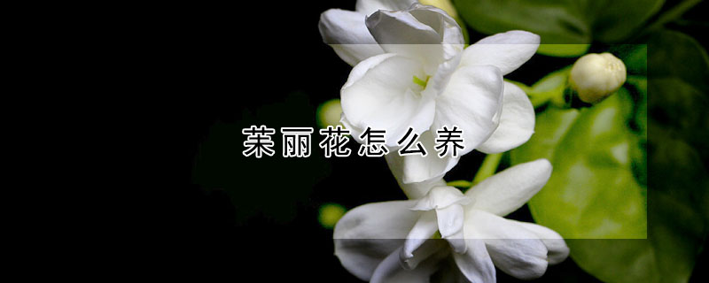 苿丽花怎么养