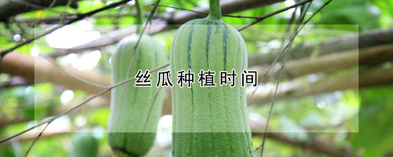 丝瓜种植时间