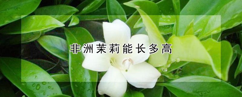 非洲茉莉能长多高