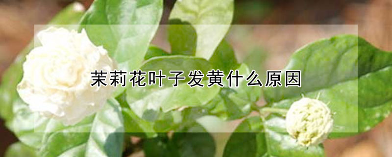 茉莉花叶子发黄什么原因