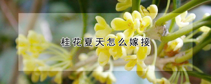 桂花夏天怎么嫁接