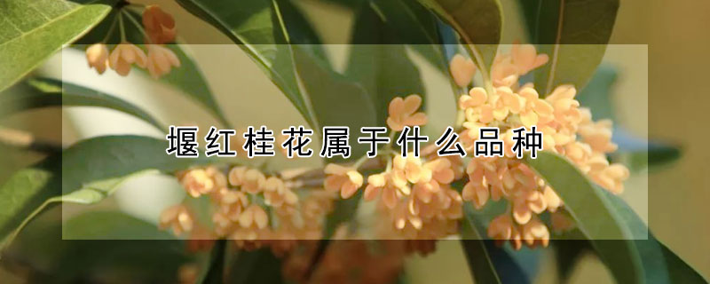 堰红桂花属于什么品种