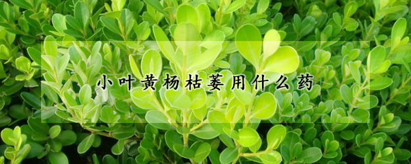 小叶黄杨枯萎用什么药