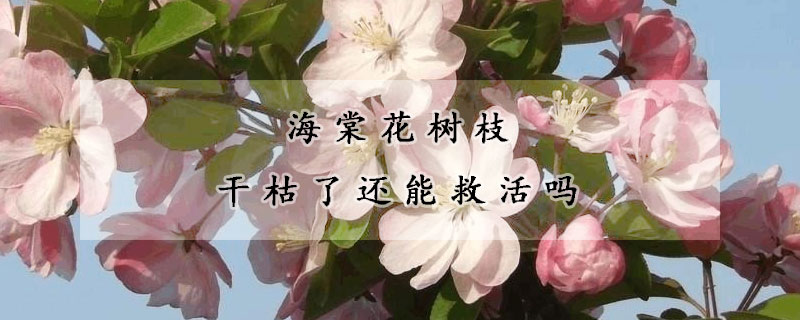 海棠花树枝干枯了还能救活吗