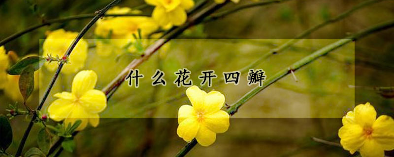 什么花开四瓣