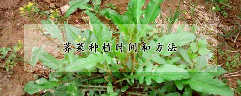 荠菜种植时间和方法