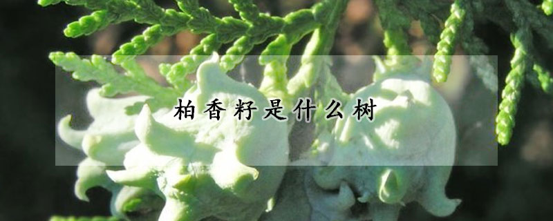 柏香籽是什么树