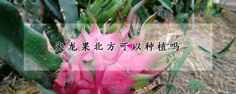 火龙果北方可以种植吗